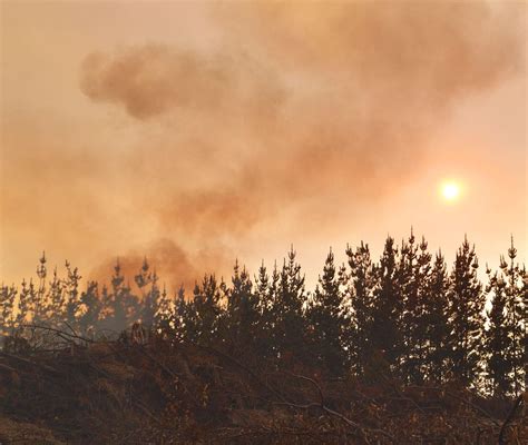 Corma Pone Voz De Alerta Por Alta Intencionalidad En Incendios En