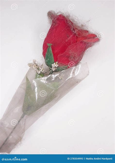 Dusty rose stock image. Image of suitable, roses, rose - 278354995