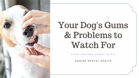 Your Dogs Gums And Problems To Watch For — River Landings Animal