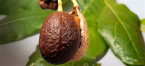 Avocado Seed Growing Stages – Life Circle Of An Avocado Seed