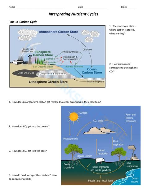 Interpreting Nutrient Cycles Worksheet