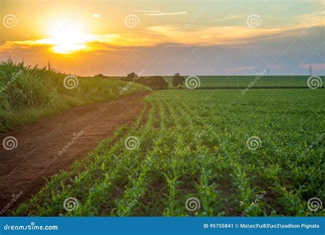 Sorghum sunset plantation stock image. Image of landscapes - 95755841