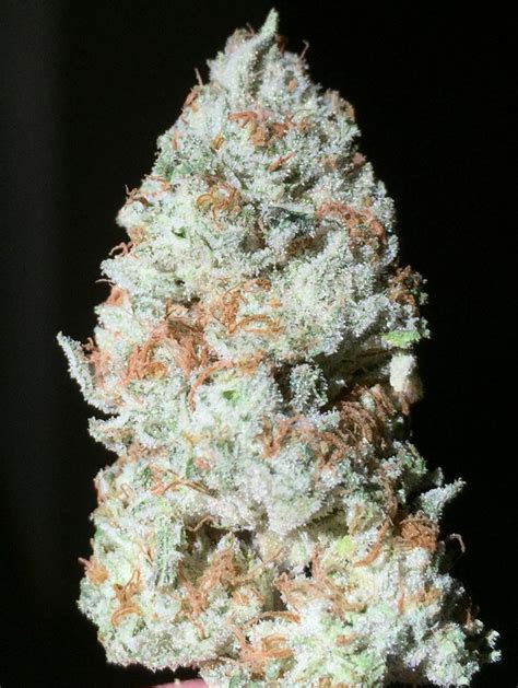 Pura Vida | Oregon Green Seed - breeder-direct cannabis seed acclimated ...