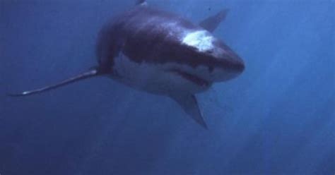 12 Foot Great White Shark Pinged West Of Naples After Hanging Around