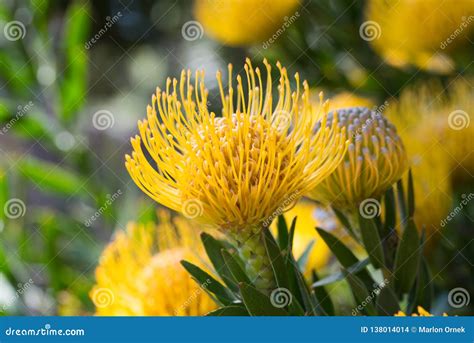 Macro Of Bright Yellow Grevillea Bloom Stock Photo Image Of Petals