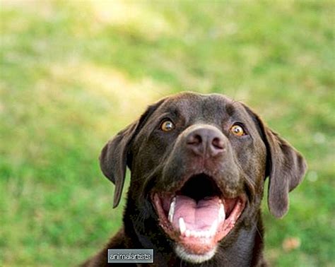 6 RAZAS DE PERROS CARIñOSOS Y ATENTOS PARA EL APOYO EMOCIONAL PERROS