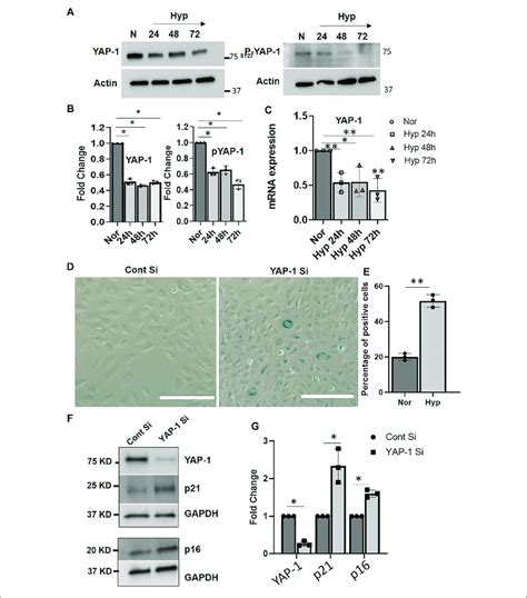 Yap Downregulation Induces Senescence In Huvecs A Representative