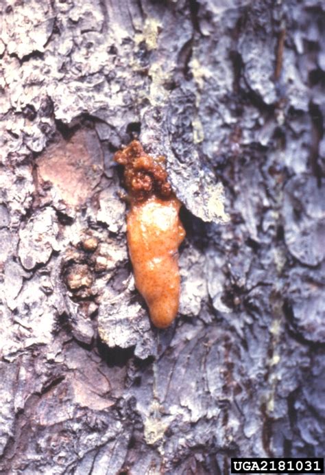 spruce bark beetle | Alaska Agricultural Pest Project