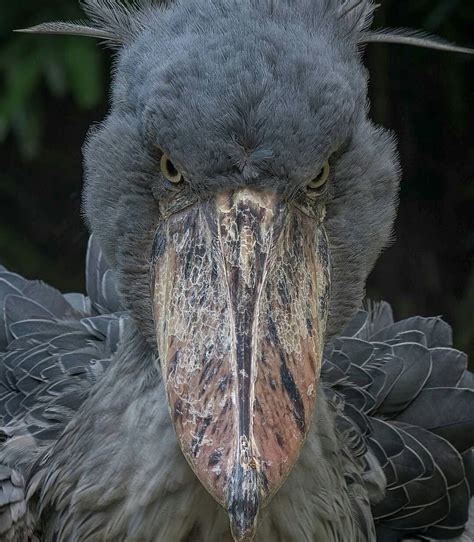 Shoebill Stork Anime Storks Birds Aesthetics Pictures Quick