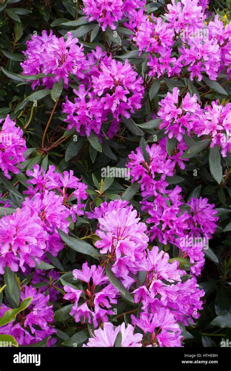 Rhododendron, Rhododendron ponticum, flowers, Glen Garry, Highland ...