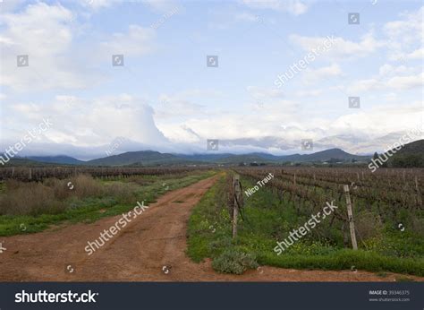 Grape Vines In The Winter, Trimmed And Prepared For The Next Season ...