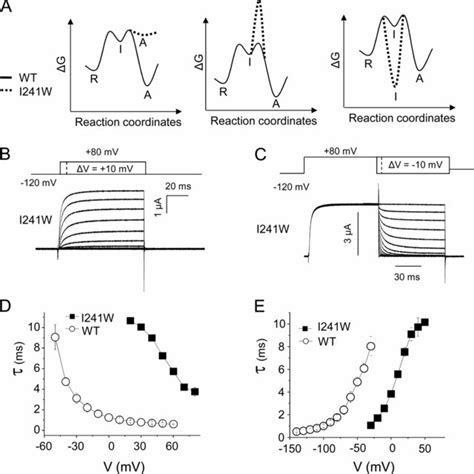 Hypothetical Mechanisms For The I W Phenotype A Hypothetical