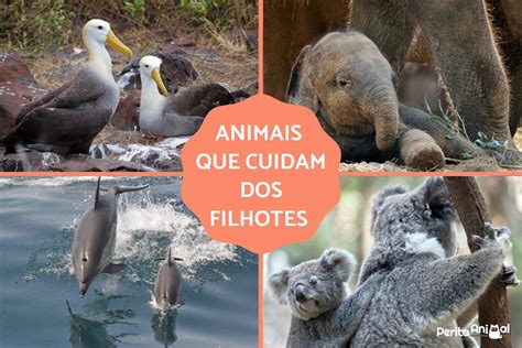 Animais que cuidam dos filhotes - Os melhores pais do reino animal!