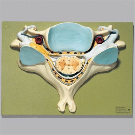 Fifth Cervical Vertebra Model Partial Spine Models Spine Anatomical