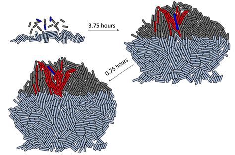 2020_bacteria_phage_interactions | Toshi Parmar /t̪oːʂiː prmaːr/