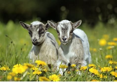 Pygmy Goat: What You Need to Know About this Miniature Breed