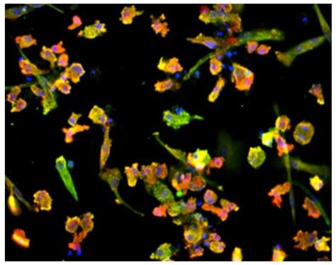 Human Microglia GFP Expressing Male WC 30 ab315373 アブカム