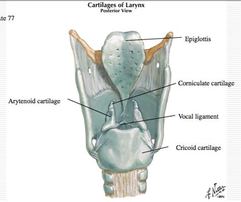 Respiratory System Flashcards Quizlet