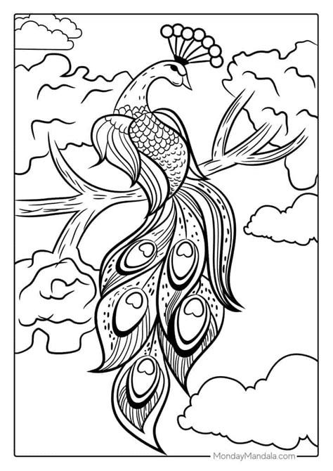 Aggregate More Than 192 Peacock Drawing Outline Best Nanoginkgobiloba Vn