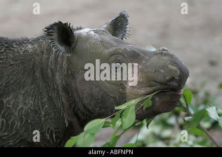 sumatran rhino cincinnati zoo baby suci emi ohio Stock Photo - Alamy