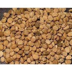 Ginger Seeds at Best Price in India