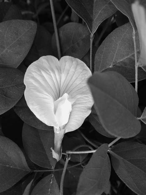 Morning Glory In Black And White Pixahive