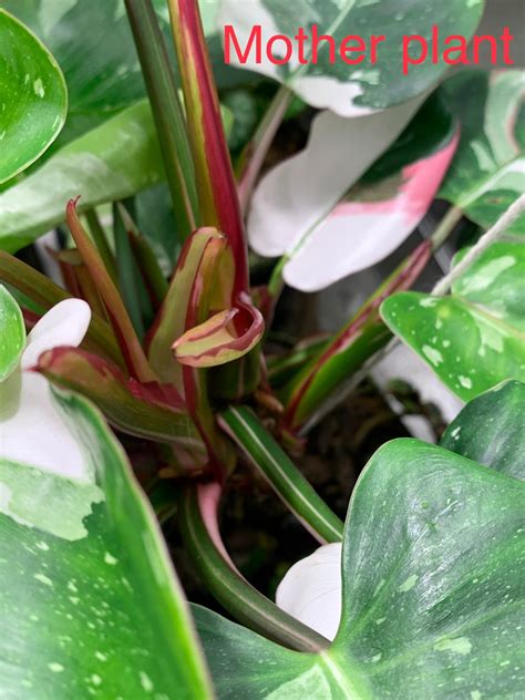 White Princess Philodendron Tricolor 3 Pot Free Etsy