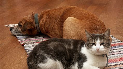 Entre Un Chien Et Un Chat Comment Viter La Guerre France Bleu