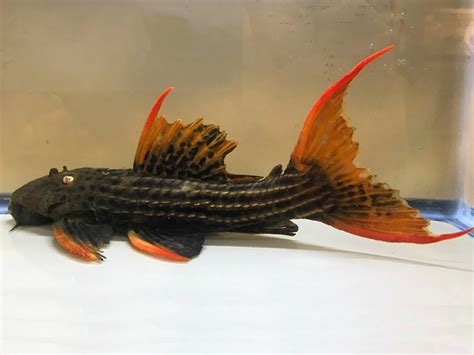 Pleco Scarlet Cactus Sp L Discus Rive Sud Poissons Exotiques