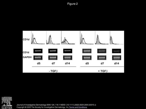 TGFβ Inhibits CD1d Expression on Dendritic Cells ppt download