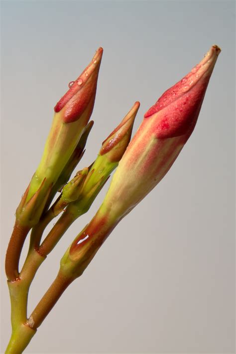 Fotos gratis mano naturaleza flor hoja pétalo florecer