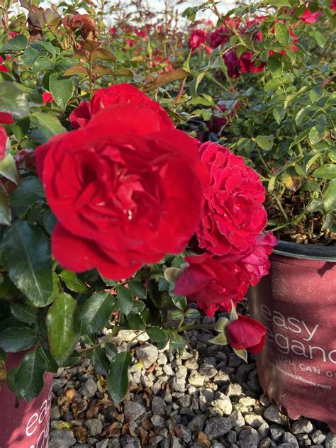 Easy Does It: Easy Elegance Roses Are Small and Mighty - Loma Vista Nursery