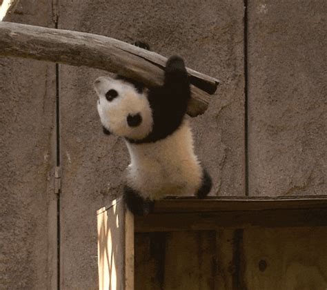 Happy Panda Gif - nachmacherin80