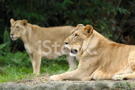 Wildlife Stock Photo | Royalty-Free | FreeImages