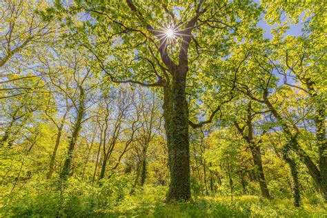 Spring summer forest trees. nature green wood sunlight backgrounds ...