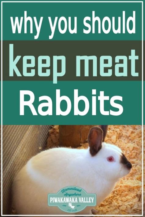 Top 10 Reasons Why Backyard Meat Rabbits Are The Perfect Addition To