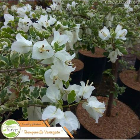 Bunga Bougenville Variegata Putih Tanaman Bougenville Putih Shopee