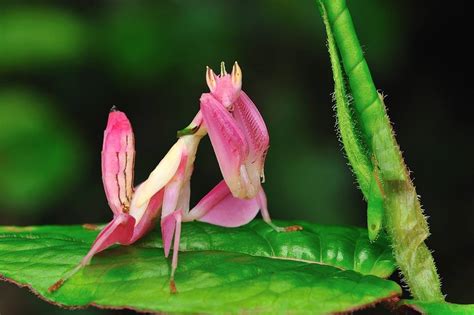 Insectos Mantis Orquidea Hymenopus Coronatus