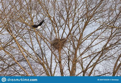 Bald eagle nest stock image. Image of wildlife, columbia - 264733239