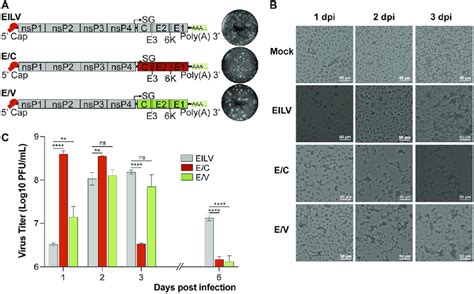 Eilat Virus EILV Based Chimeras Displayed Distinguishable Infection