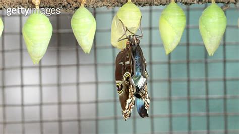 Blue Morpho Butterfly Expands Its Wings After Emerging From Its