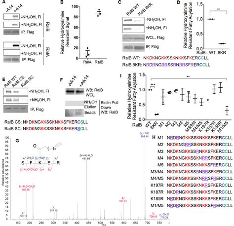 Figure 1 From SIRT2 And Lysine Fatty Acylation Regulate The Activity Of