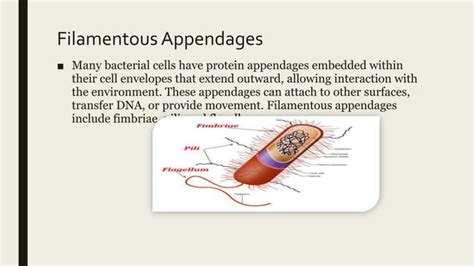 Prokaryotic Cell Ppt