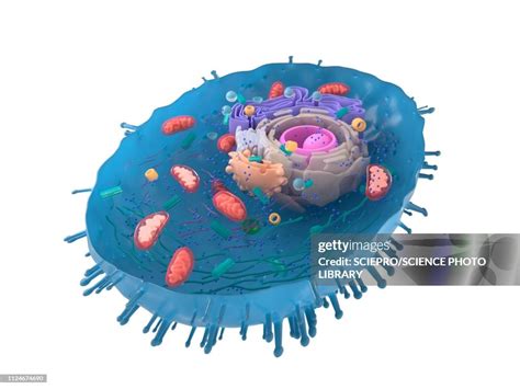 Illustration Of A Human Cell Crosssection High Res Vector Graphic