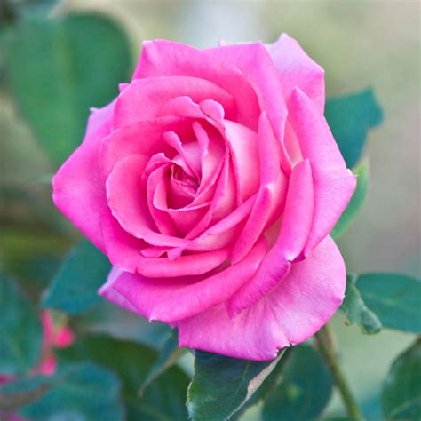 Download Pink Flower Pink Rose Flower Nature Rose Pfp