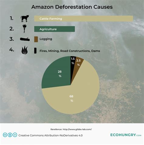 Amazon Deforestation Causes - EcoHungry