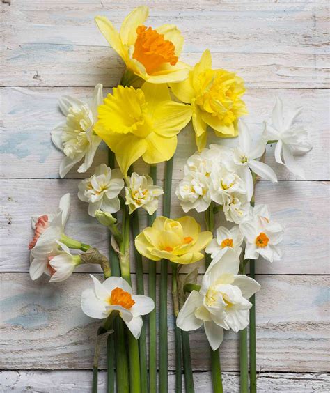 Most Popular Easter Flowersand Their Symbolic Meanings 41 OFF