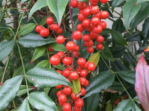 Poisonous Plants For Humans To Eat