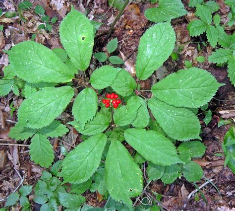 Wild Ginseng Plant Identification