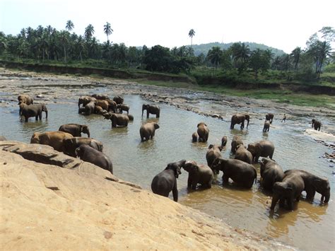 Pinnawala Elephant Orphanage